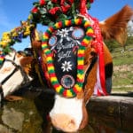 Decorated cow at the Almabtrieb