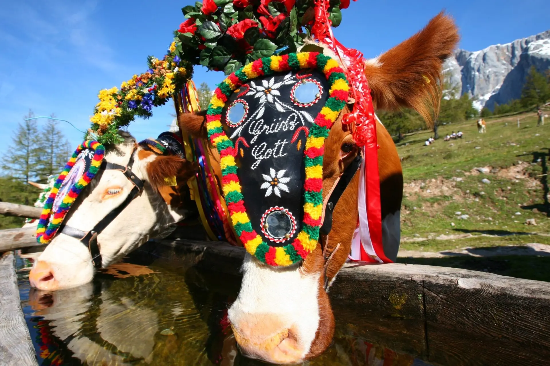 Geschmückte Kuh für den Almabtrieb